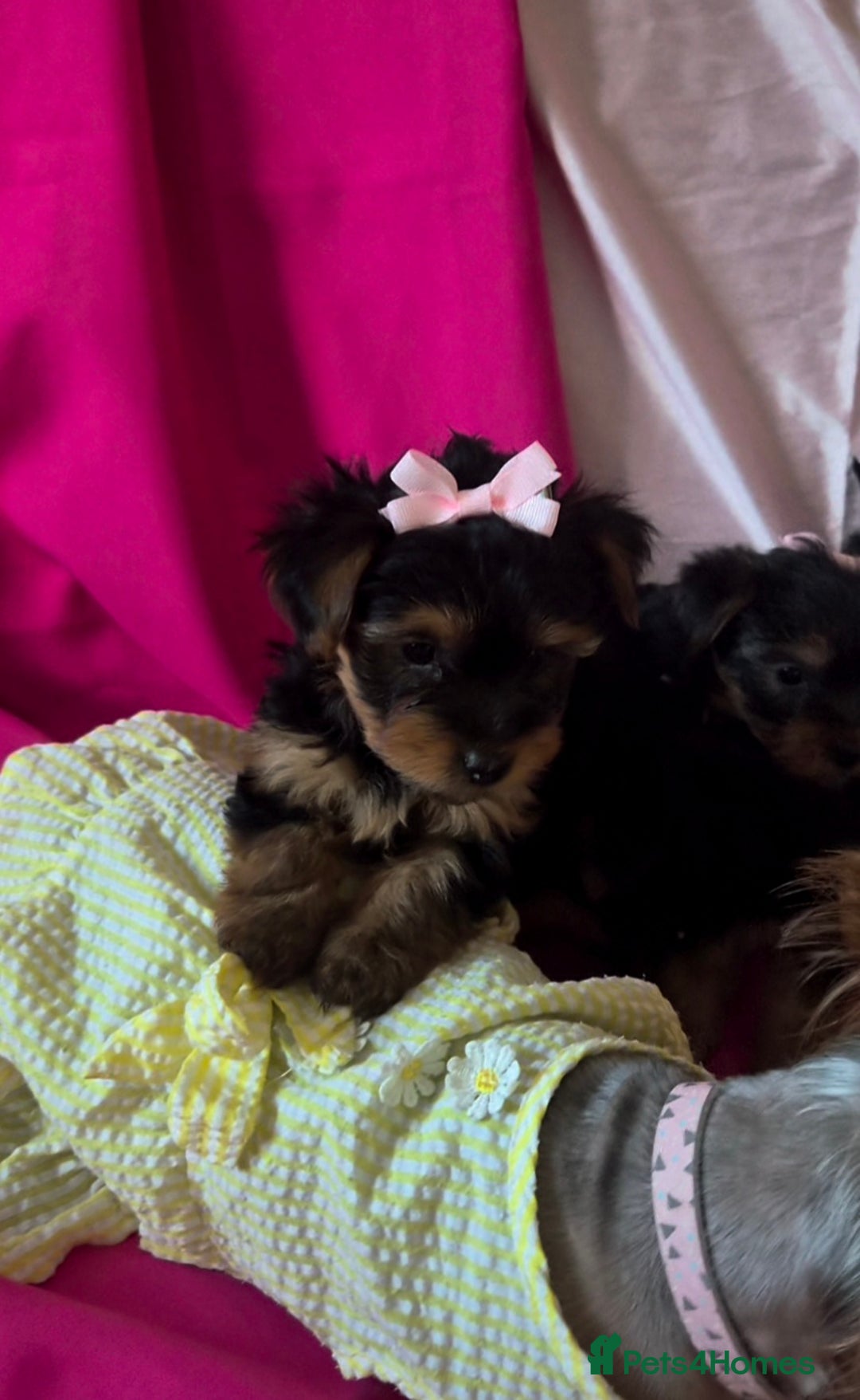 Yorkshire Terrier dogs for sale: 4 little princesses yorkshire terrier - Advert 5