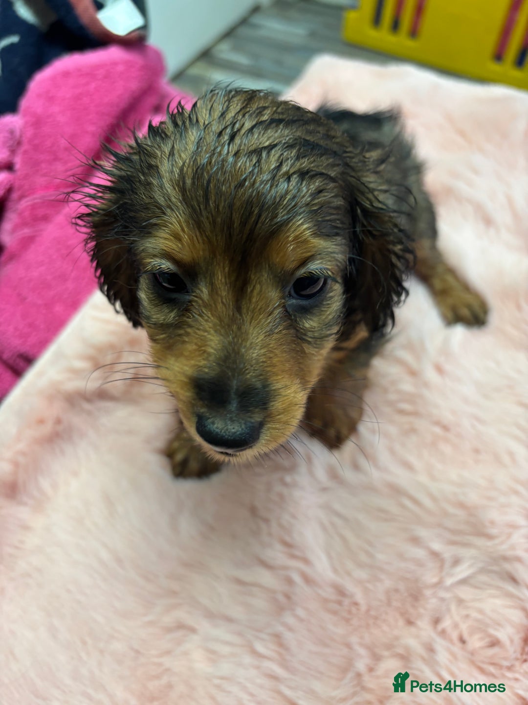 Mixed Breed dogs for sale: Puppies - Image 13