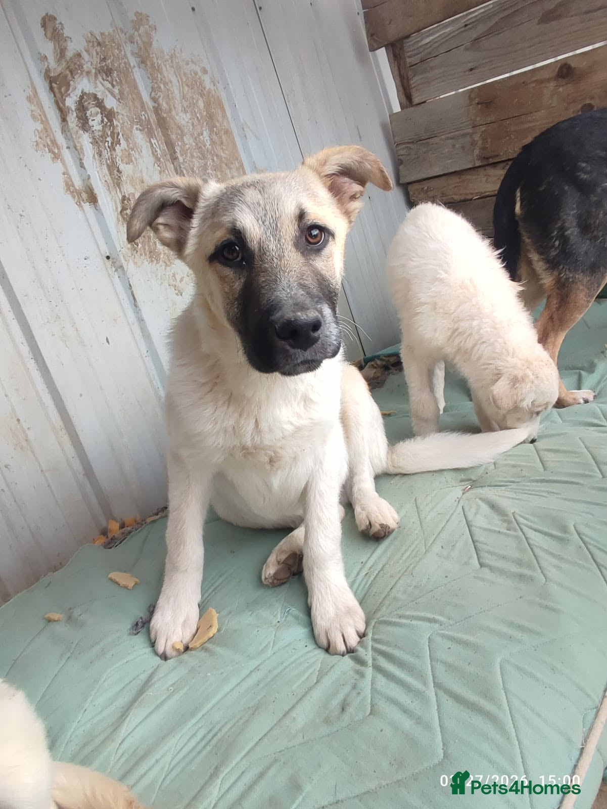 Mixed Breed dogs Spikey 4.5 month Macedonian rescue  - Advert 19