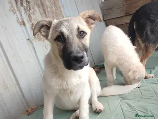 Mixed Breed dogs Spikey 4.5 month Macedonian rescue - Advert 19