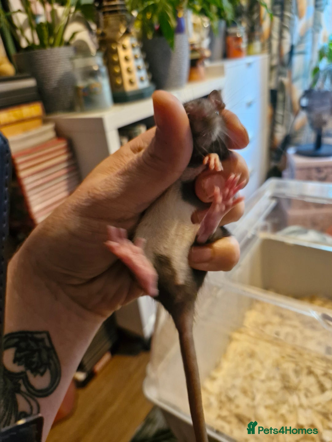 Rat rodents for sale: 6 beautiful Female Rats - Image 5