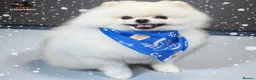 Pomeranian dogs for stud: Max (stud use only) Pomeranian  - Advert 2
