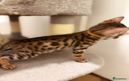 Bengal cats for sale: Exquisite TICA Registered gold&snow BengalKittens  - Image 19