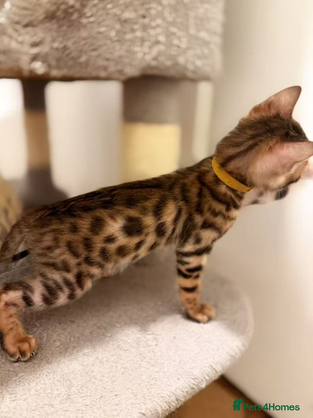 Bengal cats for sale: Exquisite TICA Registered gold&snow BengalKittens  - Image 19