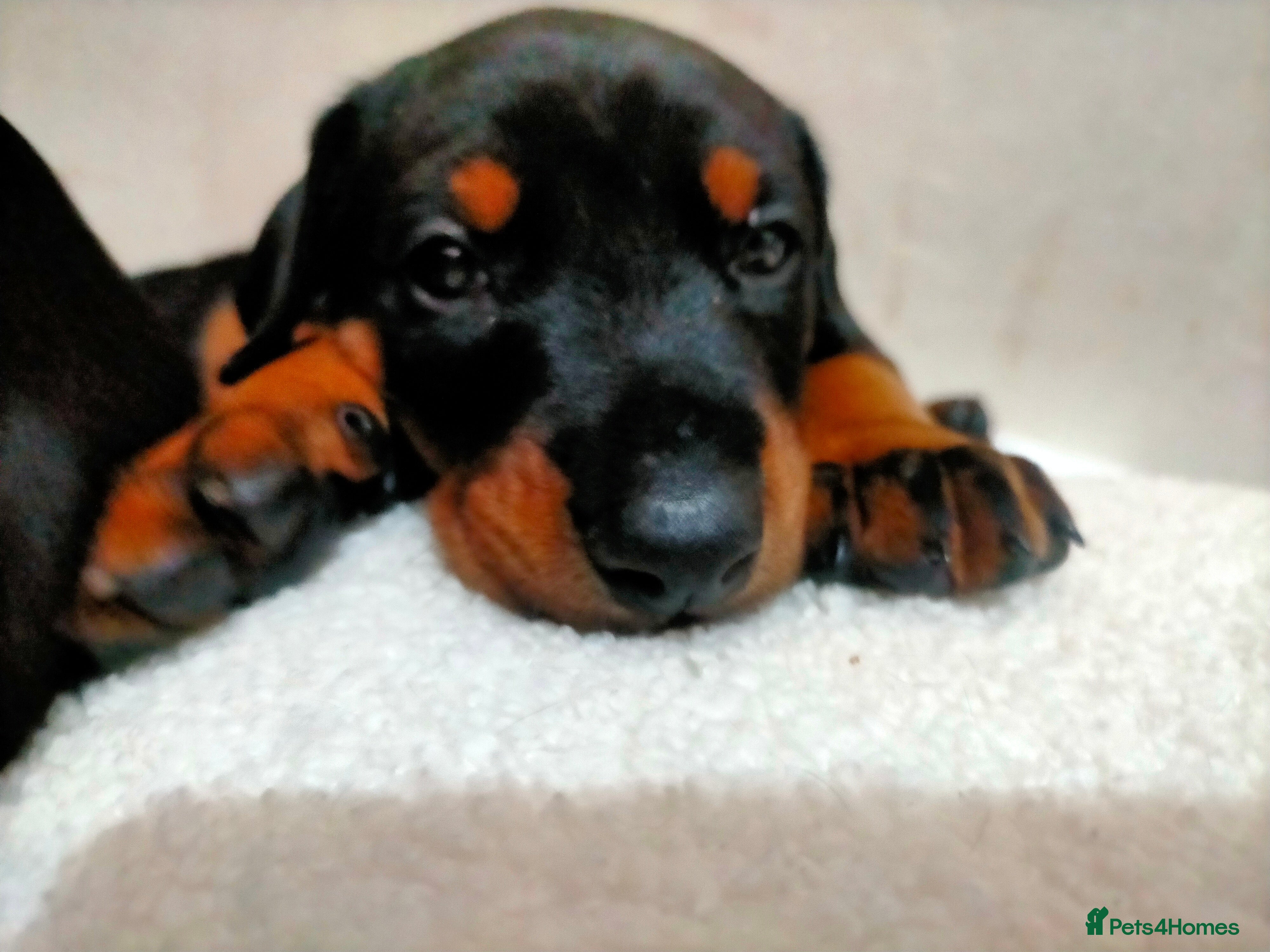 Dobermann dogs Dobermann puppies - Advert 2