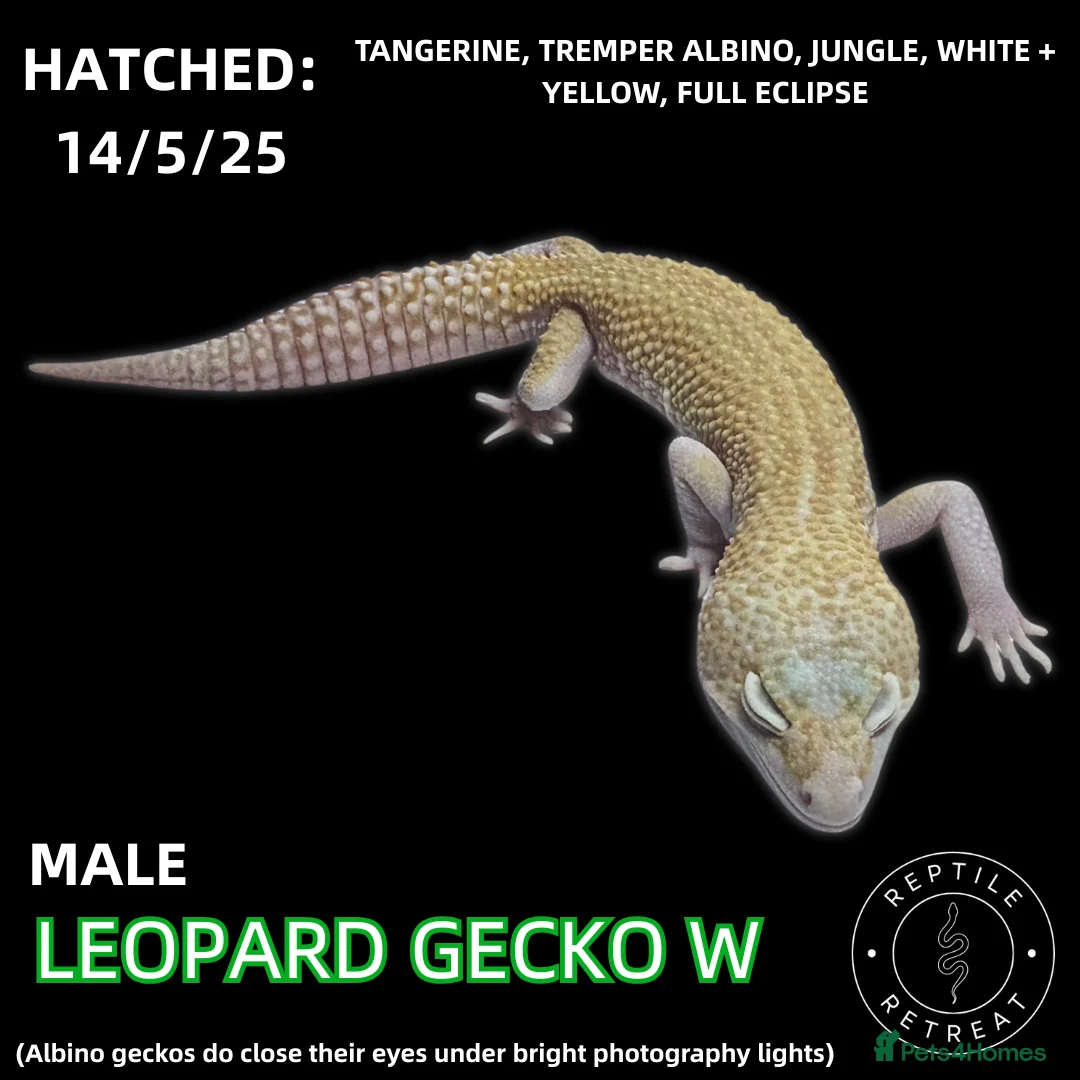 Leopard Gecko reptiles for sale: LEOPARD GECKOS (Hatchlings,Juvenile,Adult )  - Advert 8