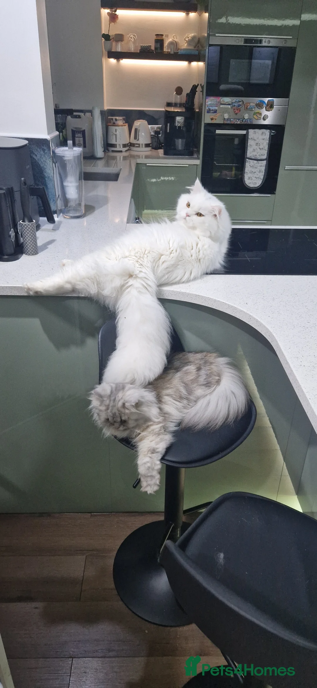 Persian cats for sale: Ready for new home Persian kittens - Advert 14