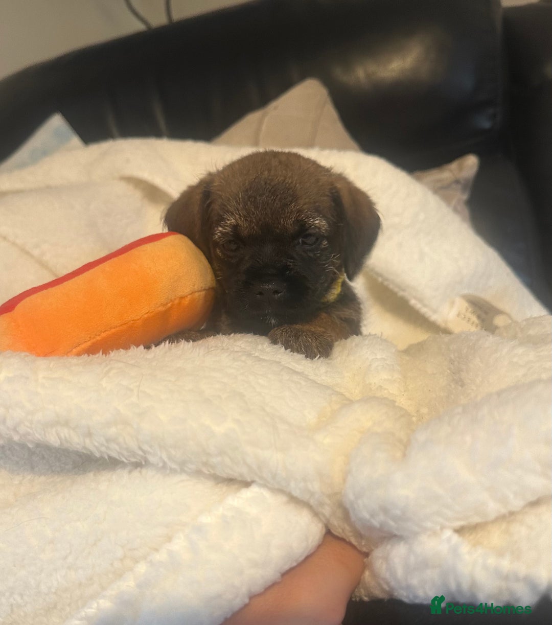Border Terrier dogs for sale: Stunning litter of border terrier puppies  - Image 3