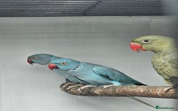 Mixed Breed birds for sale: Indian ringneck  - Image 6