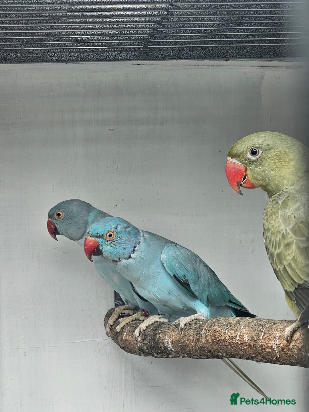 Mixed Breed birds for sale: Indian ringneck  - Image 6