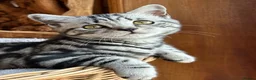 British Shorthair cats for sale: British shorthair Silver tabby  - Advert 20