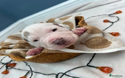 Mixed Breed dogs for sale: 6 beautiful puppies  - Image 5