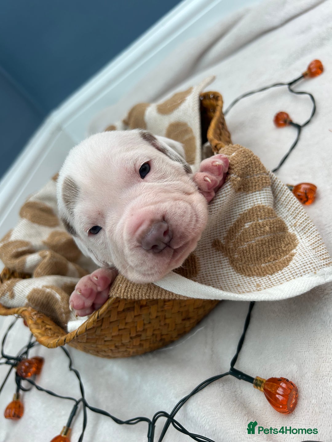 Mixed Breed dogs for sale: 6 beautiful puppies  - Image 5