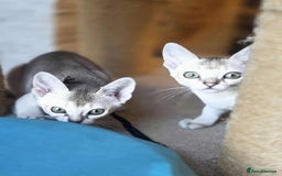 Singapura cats for sale: Stunning Singapura kittens  - Image 36