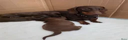 Miniature Dachshund dogs for sale: Stunning KC registered Miniature Dachshund's - Advert 4