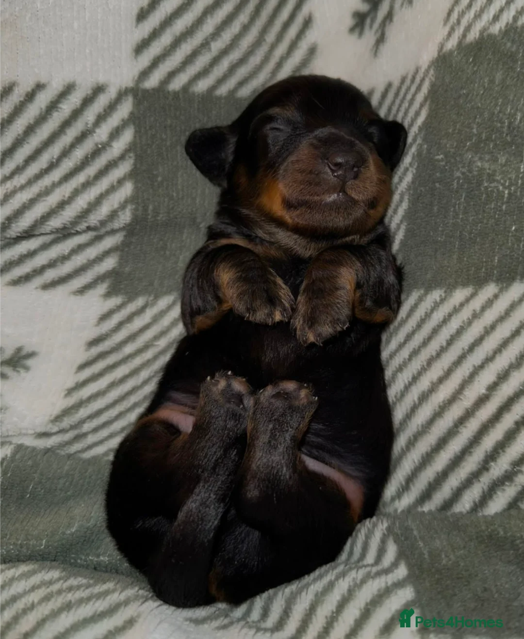 Miniature Dachshund dogs for sale: Long haired miniature dachshund  - Advert 9