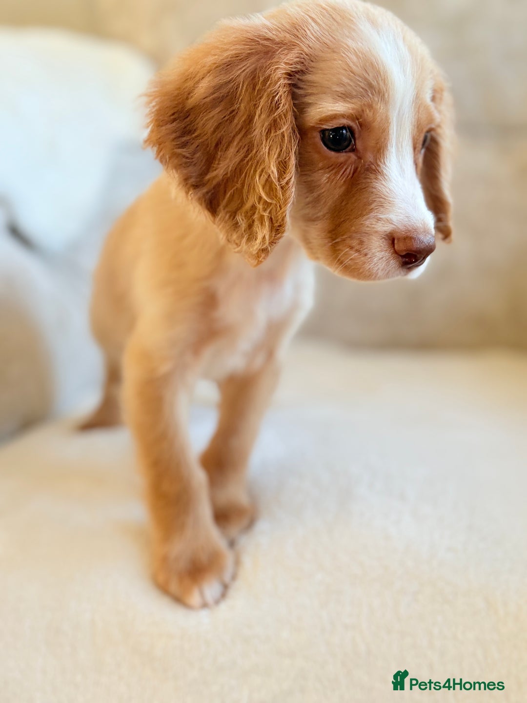 Cocker Spaniel dogs for sale: Stunning cocker spaniel puppies  - Advert 14