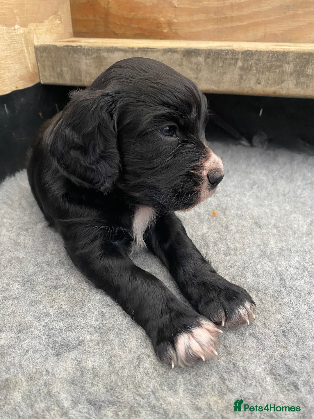 Cocker Spaniel dogs for sale: Working cocker spaniel puppies  - Advert 5