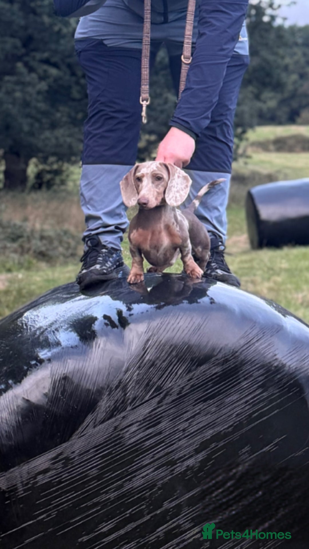 Miniature Dachshund dogs for stud: Miniature Dachshund Stud – Isabella & Tan Piebald - Advert 1