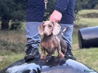 Miniature Dachshund dogs Miniature Dachshund Stud – Isabella & Tan Piebald - Advert 5