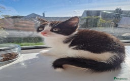 Domestic Shorthair cats for sale: Domestic shorthair kittens  - Image 6