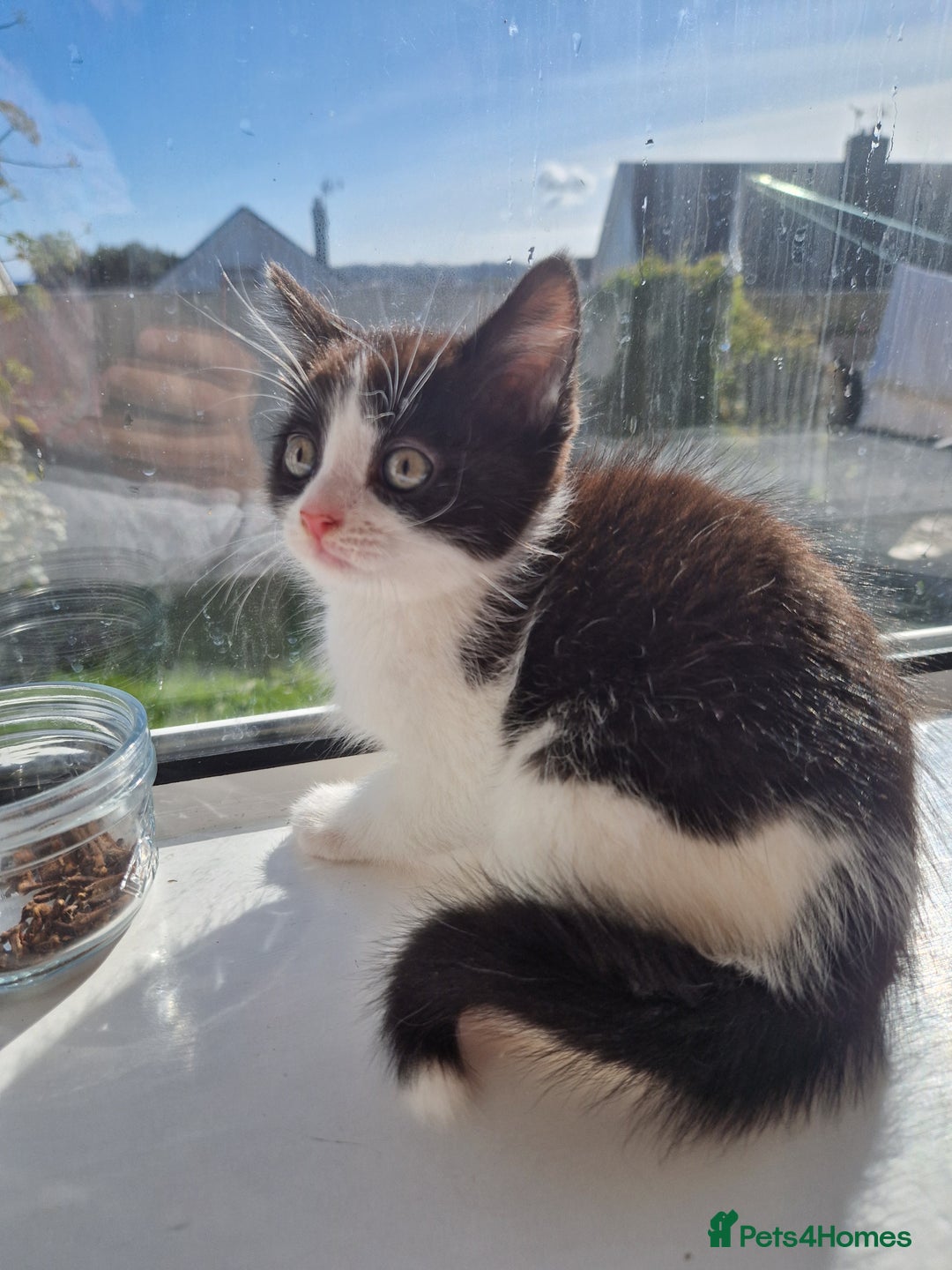 Domestic Shorthair cats for sale: Domestic shorthair kittens  - Image 6