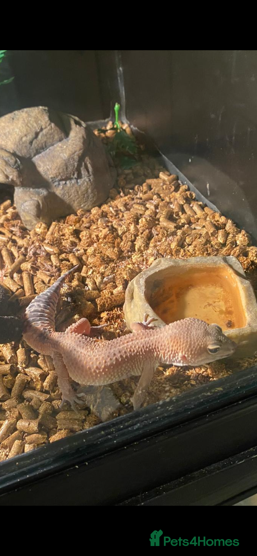 Leopard Gecko reptiles for sale: Leapard Gecko - Advert 1