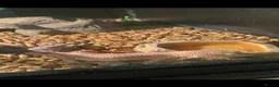Leopard Gecko reptiles for sale: Leapard Gecko - Advert 1