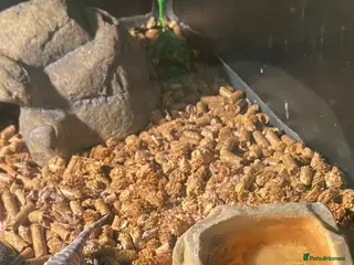 Leopard Gecko reptiles Leapard Gecko - Advert 18