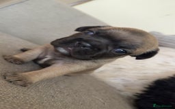 French Bulldog dogs for sale: Frenchbull dogs for sale  - Image 11