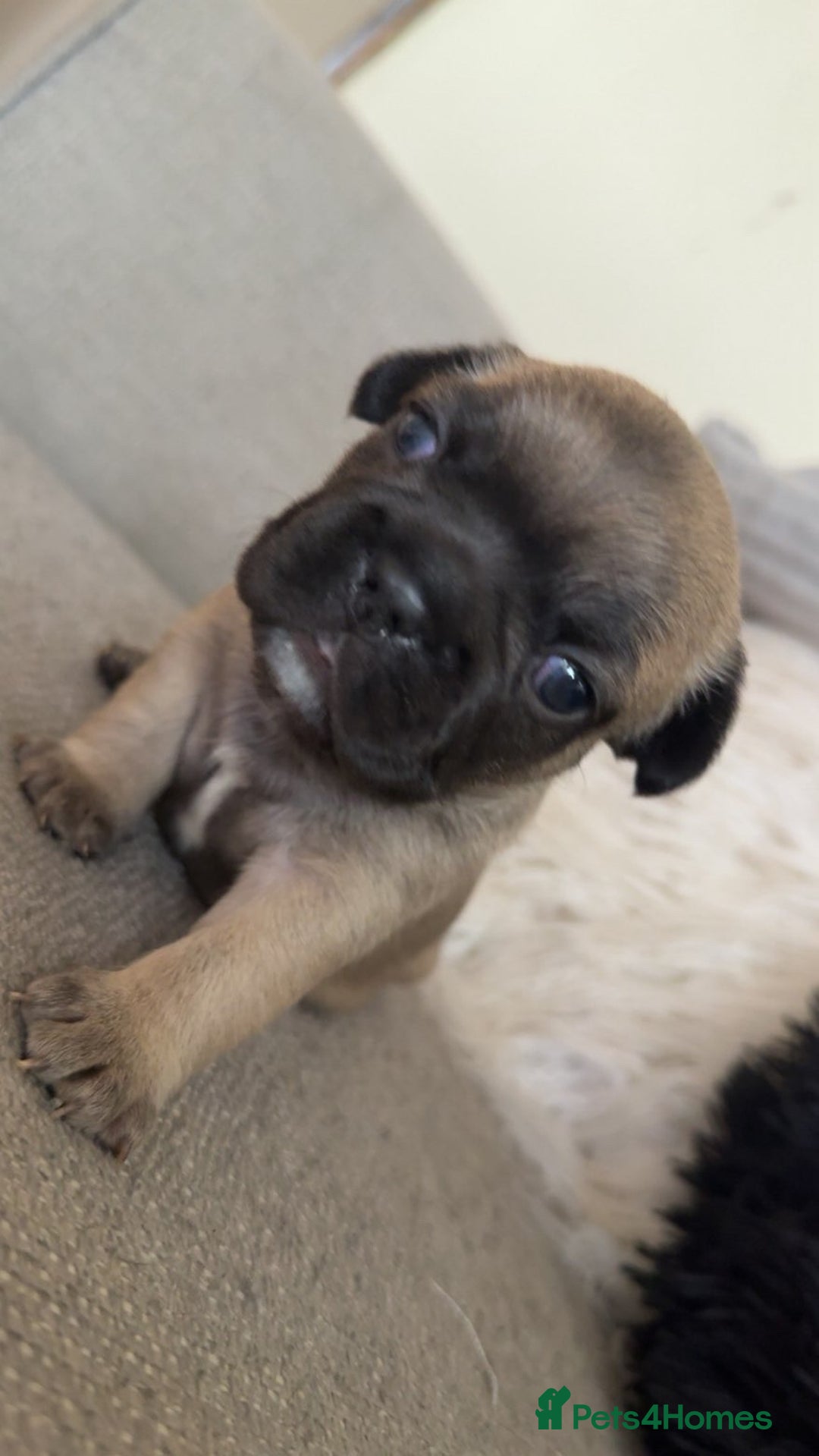 French Bulldog dogs for sale: Frenchbull dogs for sale  - Image 11
