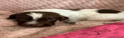 Cocker Spaniel dogs for sale: 6 cocker spaniel puppies  - Advert 25