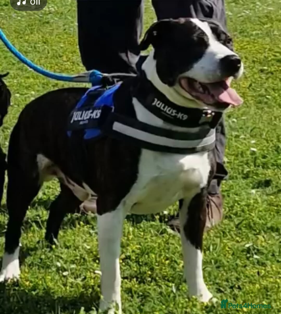 American Bull Staffy dogs for stud: Dog for stud  - Image 2