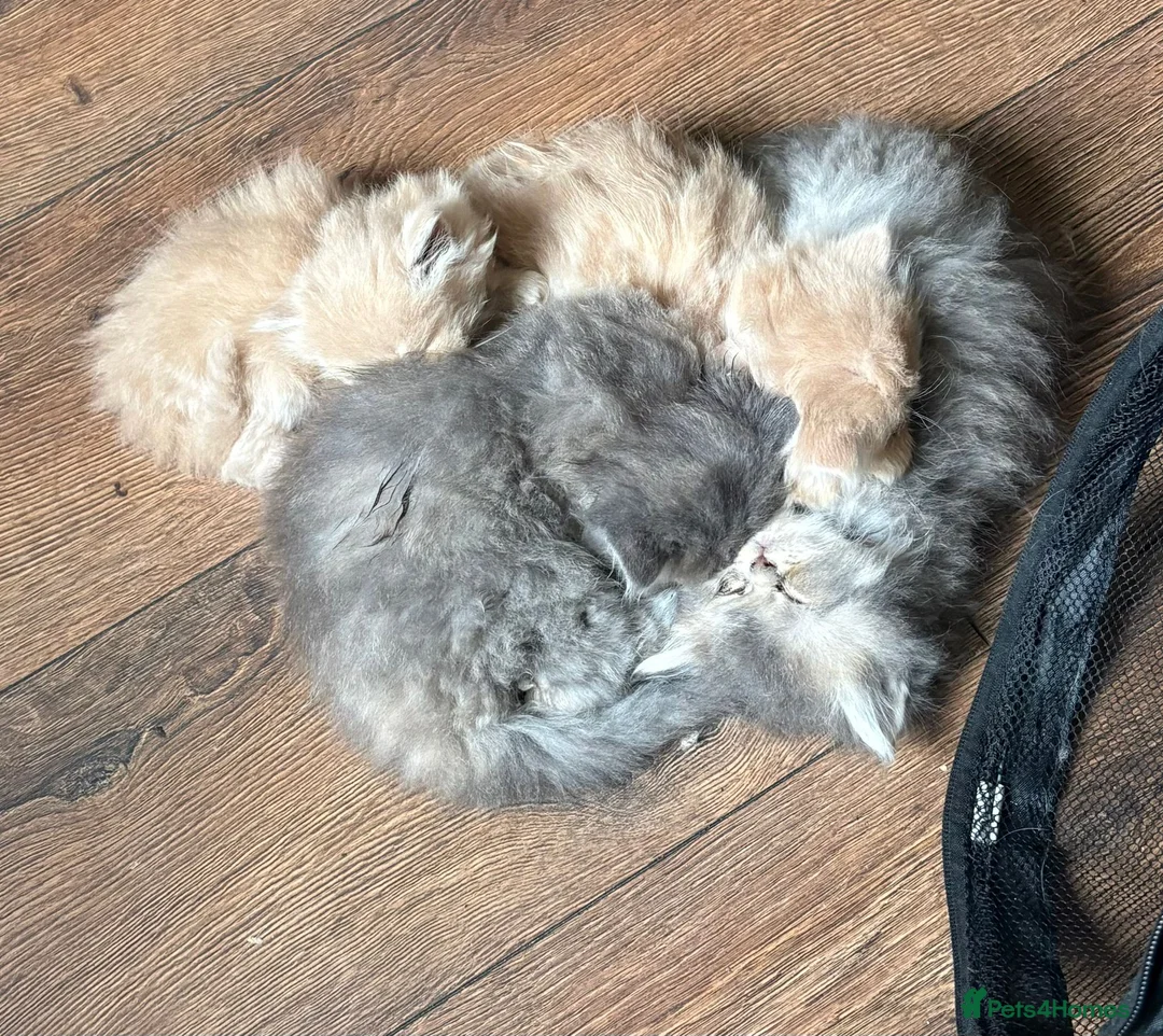 Persian cats for sale: Gorgeous persian kittens - Advert 1