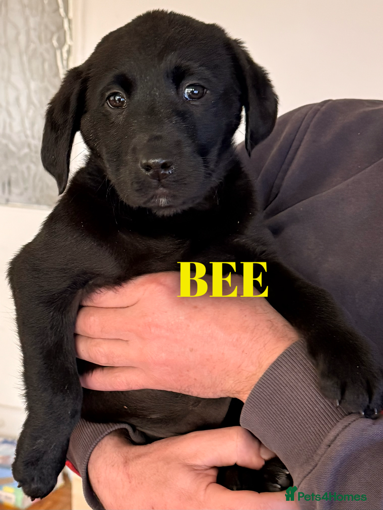 Labrador Retriever dogs Working Labrador Puppies Black Ready Now! 3 left! - Advert 4