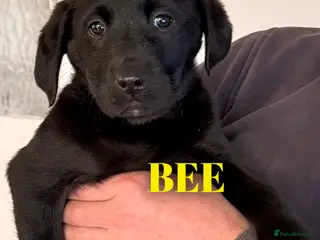 Labrador Retriever dogs Working Labrador Puppies Black Ready Now! 3 left! - Advert 4