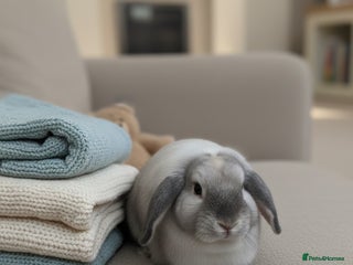 Mini Lop rabbits - Advert 29