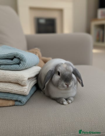 Mini Lop rabbits - Advert 3