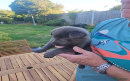 German Shepherd dogs for sale: Blue German shepherds for sale - Image 11
