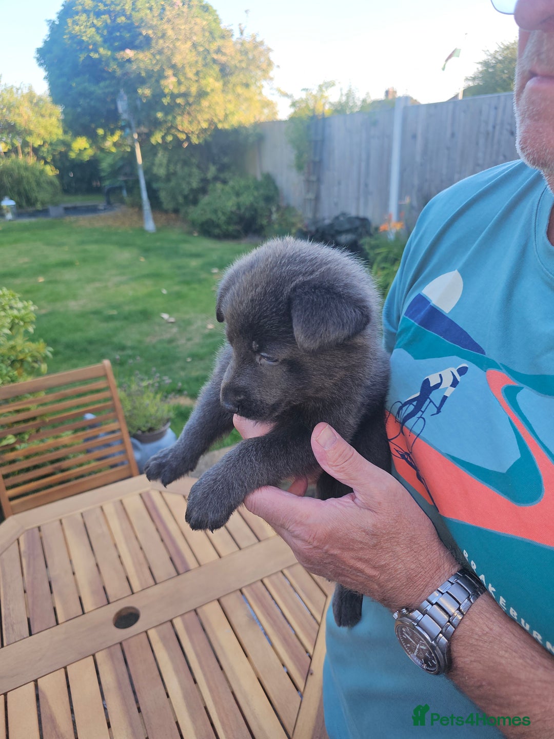 German Shepherd dogs for sale: Blue German shepherds for sale - Image 11