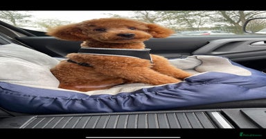Cockapoo dogs - Advert 2