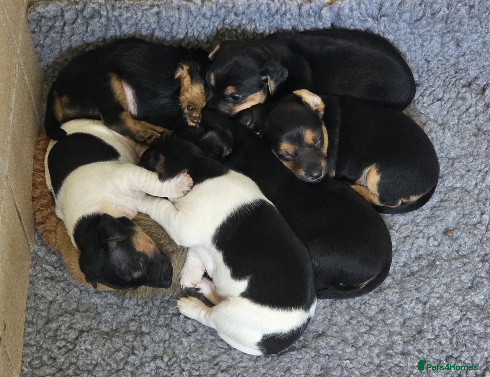 Jack Russell dogs Black & Tan & Tri-colour Jack Russell Terriers - Advert 1