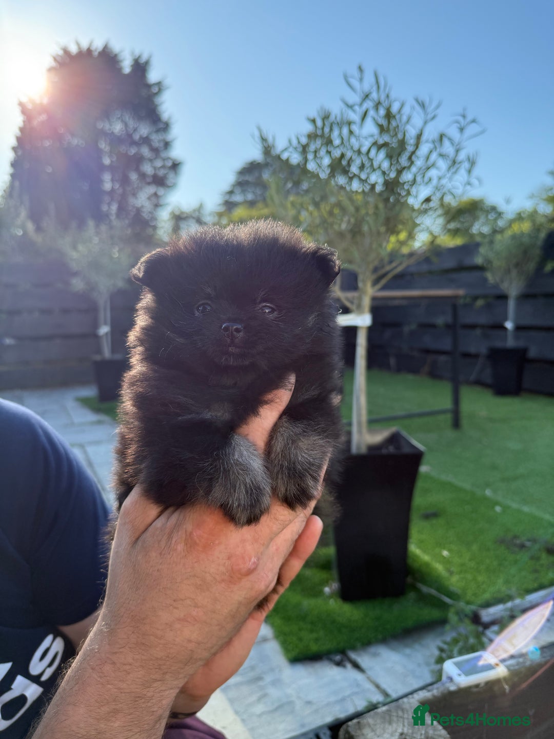 Pomeranian dogs for sale: Pomeranian puppy’s  - Image 2