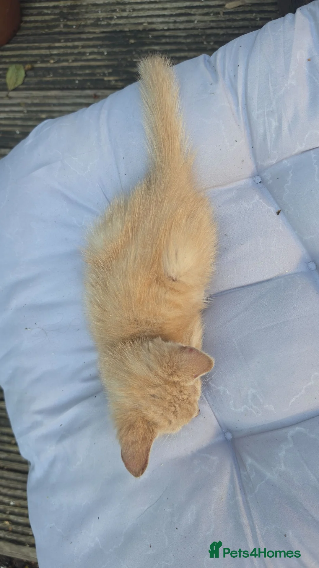Mixed Breed cats for sale: Kittens for sale - Advert 6