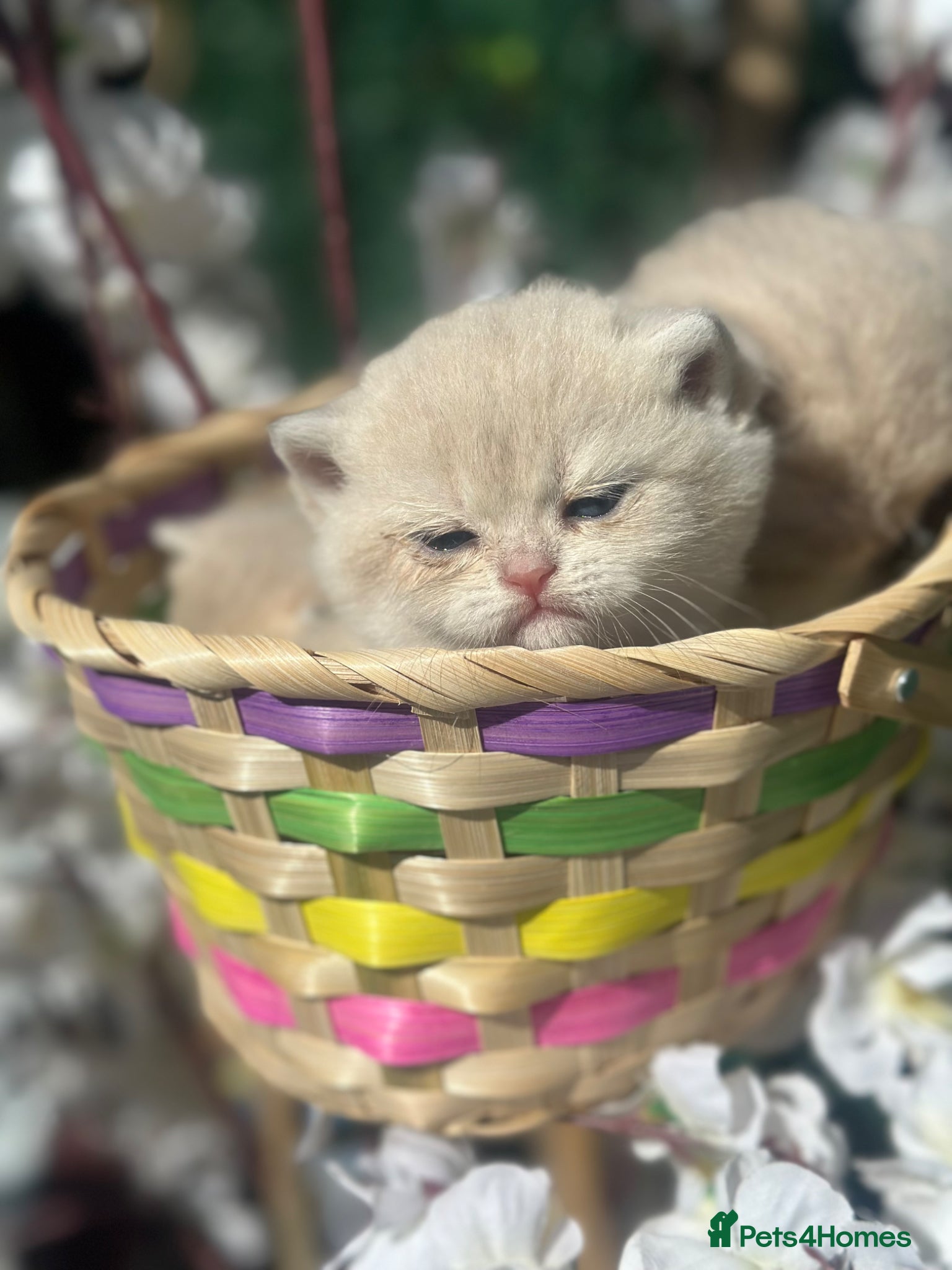 British Shorthair cats Gorgeous fur babies 😻 - Advert 2