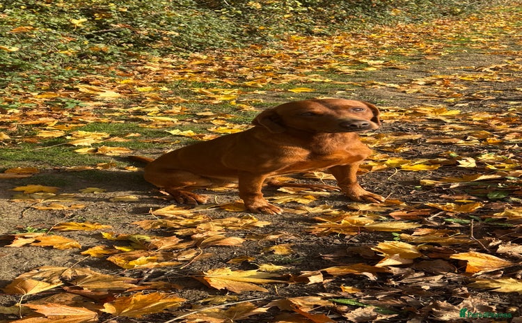 Labrador Retriever dogs - Advert 19