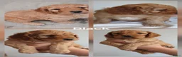 Cockapoo dogs for sale: F2 Cockapoos  - Advert 11