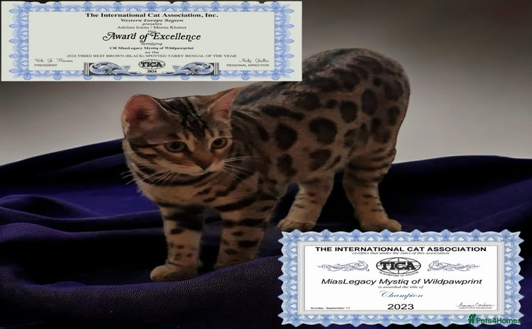 Bengal cats - Advert 14