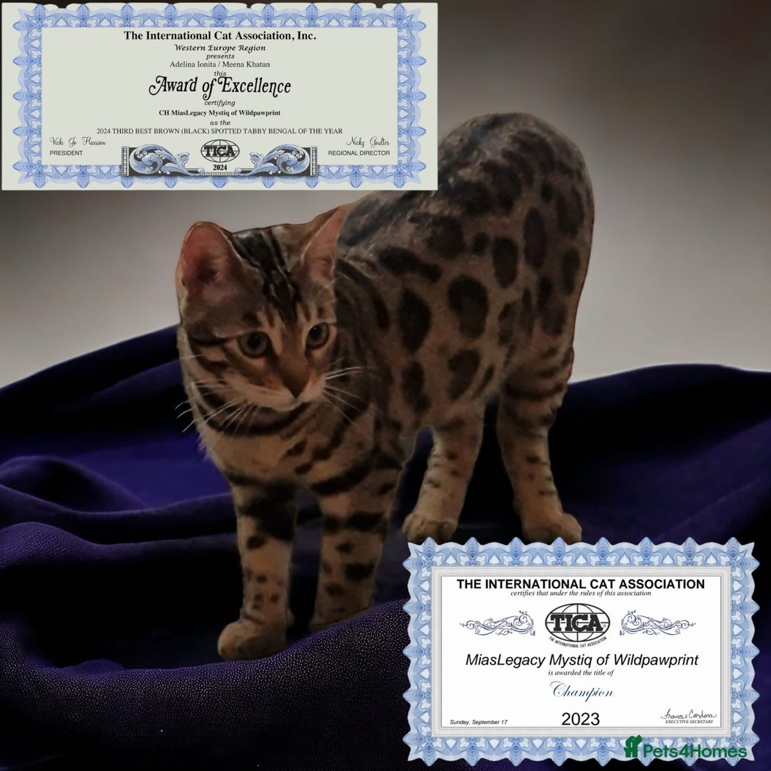 Bengal cats for sale: CH Beautiful Retired Bengal Queen(TICA registered) - Image 1