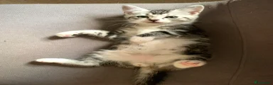 Male kitten
